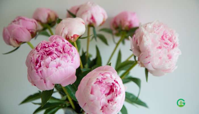 Peonies