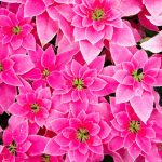 Pink Poinsettia Plant