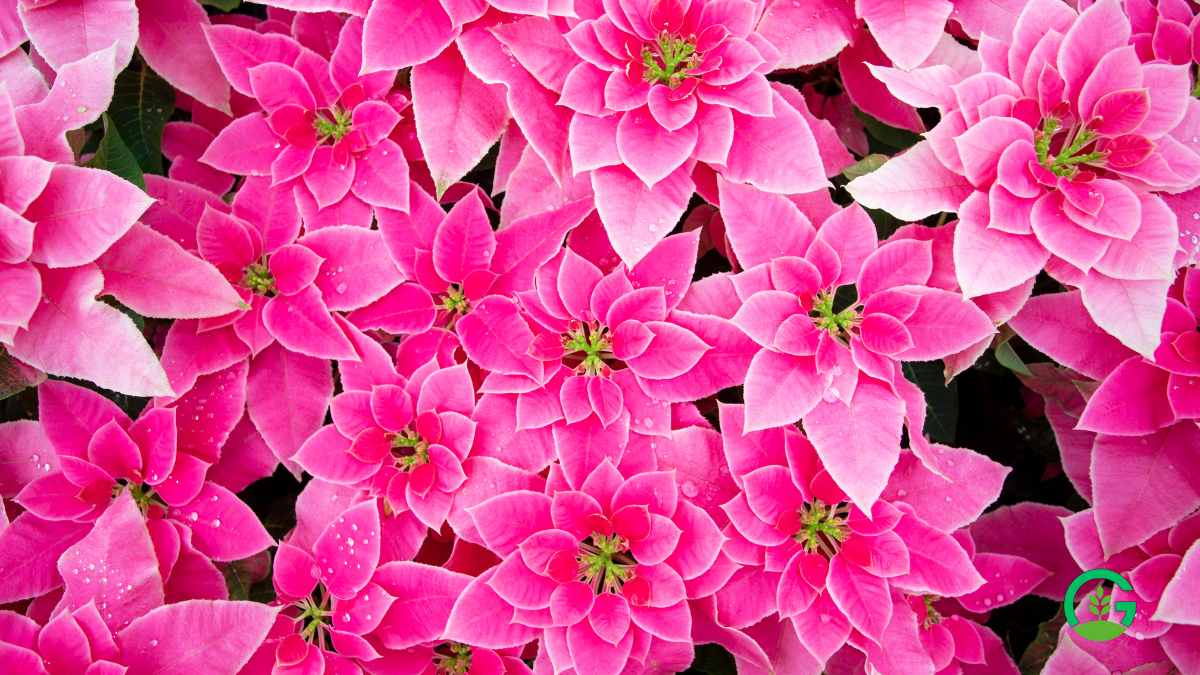 Pink Poinsettia Plant