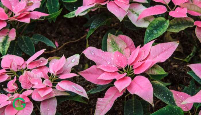 Pink Poinsettia Plant