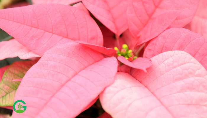 Pink Poinsettia Plant