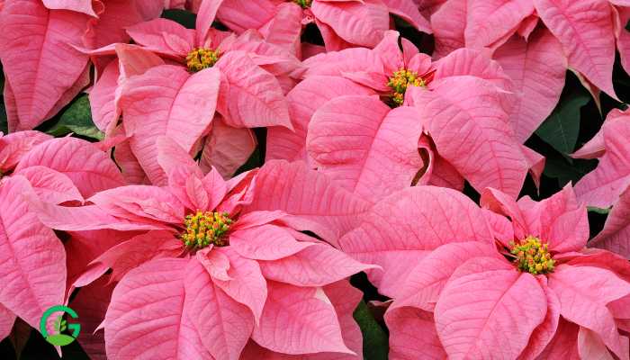 Pink Poinsettia Plant