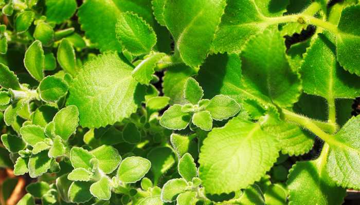 Plectranthus Pillow Plant