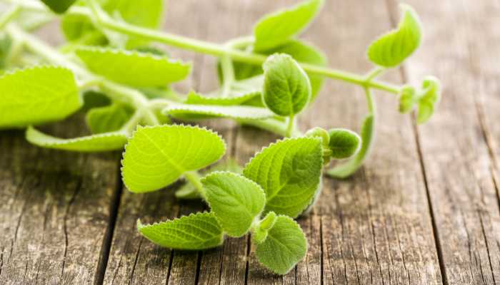 Plectranthus Pillow Plant