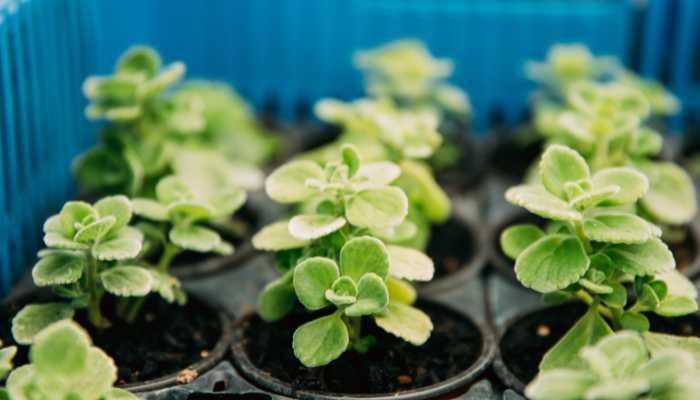 Plectranthus Pillow Plant