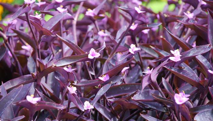 Tradescantia pallida