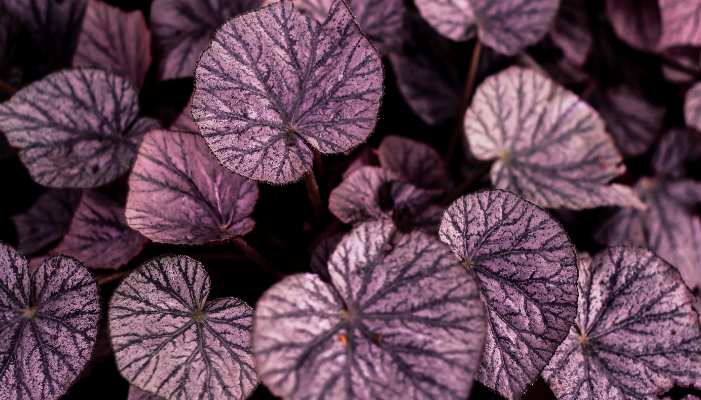 Purple Foliage Plants