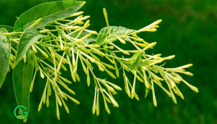 Raat Rani Flower