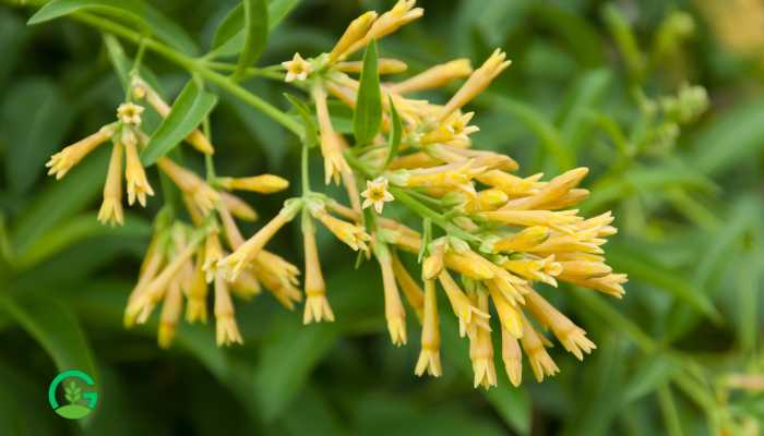 Raat Rani Flower