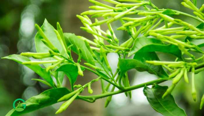 Raat Rani Flower