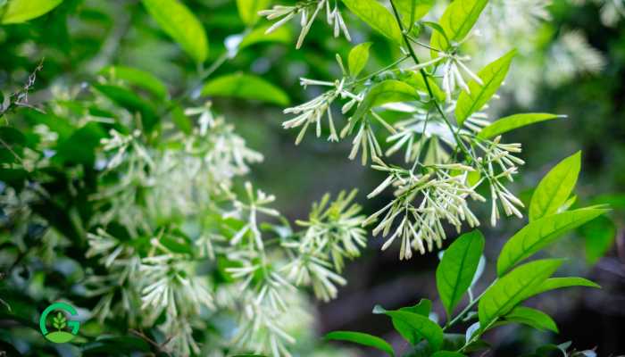 Raat Rani Flower