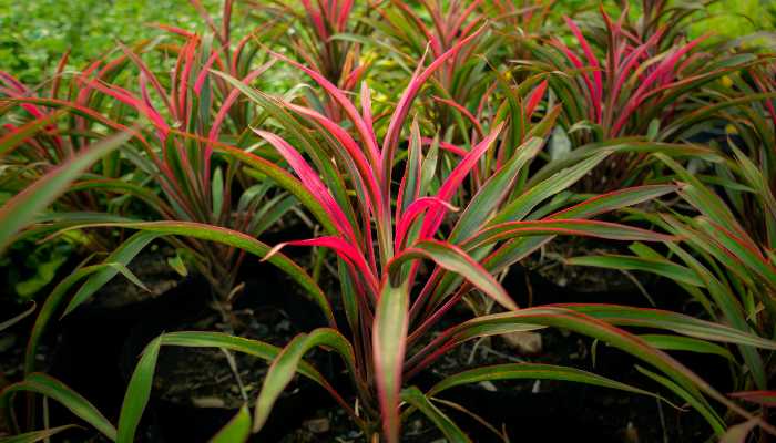 Red Dracaena Plant