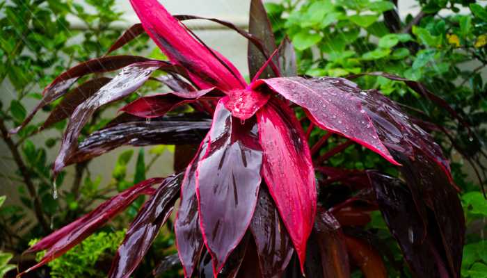 Red Dracaena Plant