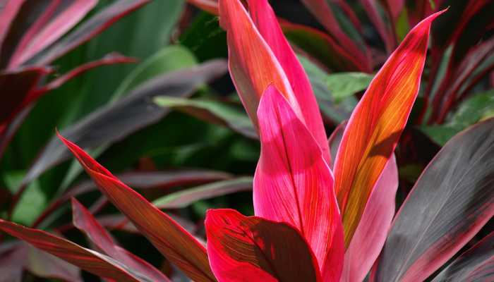 Red Dracaena Plant