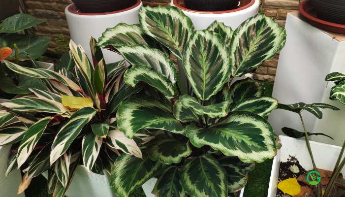 Rose Painted Calathea 1