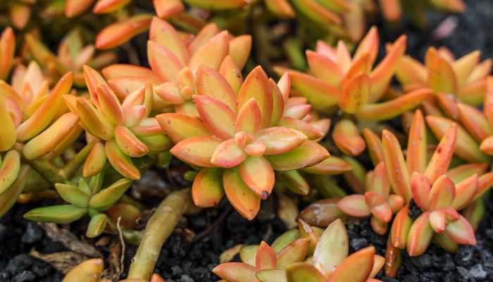 Sedum-Adolphi-Plant