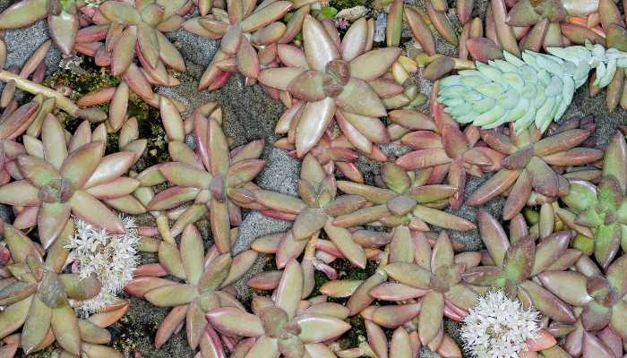 Sedum-Adolphi-Plant