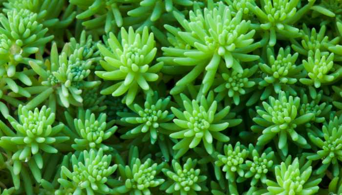 Sedum-Adolphi-Plant