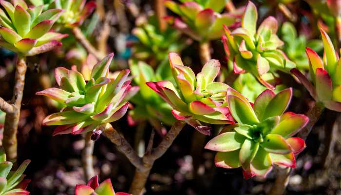 Sedum Adolphi Plant