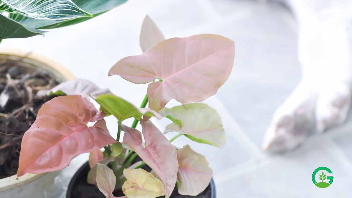 Syngonium Pink Plant