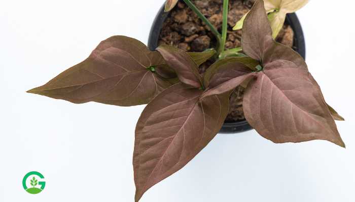 Syngonium Pink Plant