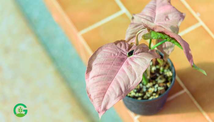 Syngonium Pink Plant