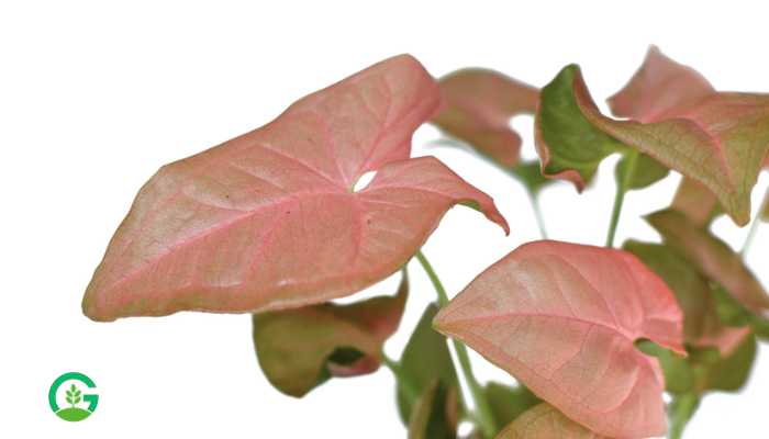 Syngonium Pink Plant