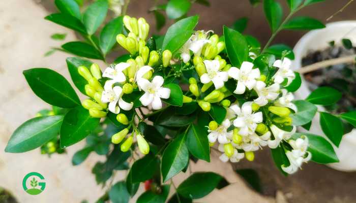 Table Kamini Plant