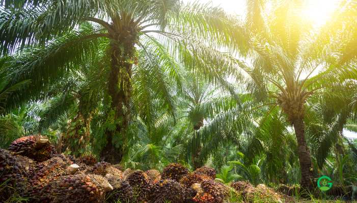 Table Palm Plant