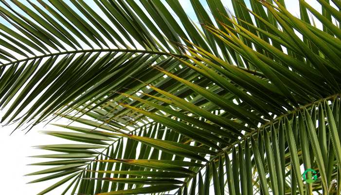 Table-Palm-Plant