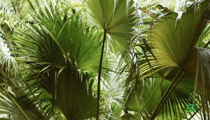 Table Palm Plant