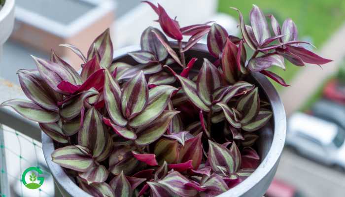 Tradescantia Plants