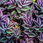 Tradescantia Plants