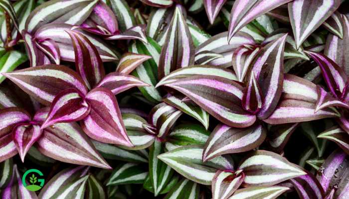 Tradescantia Plants