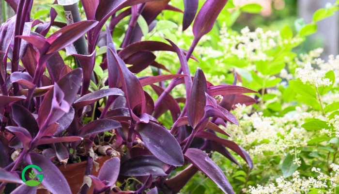 Tradescantia Plants