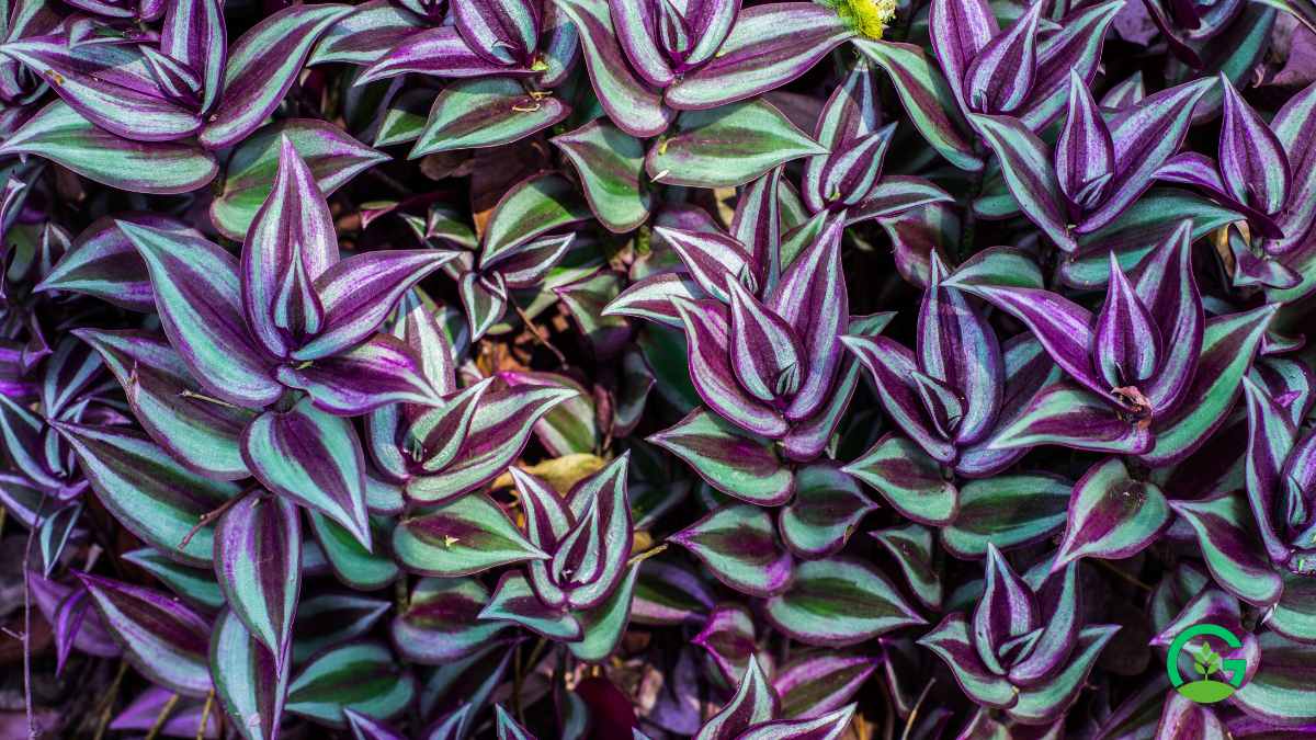 Tradescantia Plants