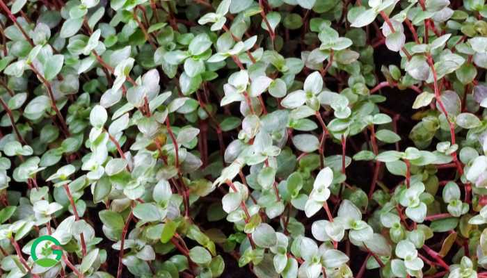 Turtle Vine Plant