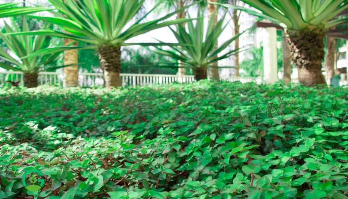 Turtle Vine Plant