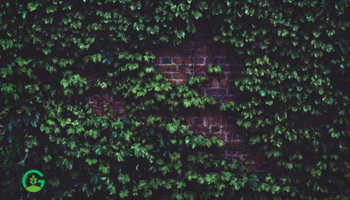 Turtle Vine Plant