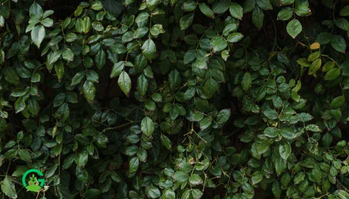 Turtle Vine Plant