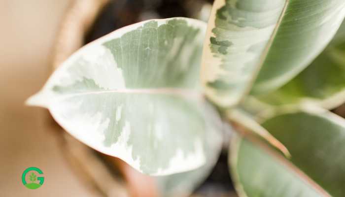 Variegated Rubber Plant