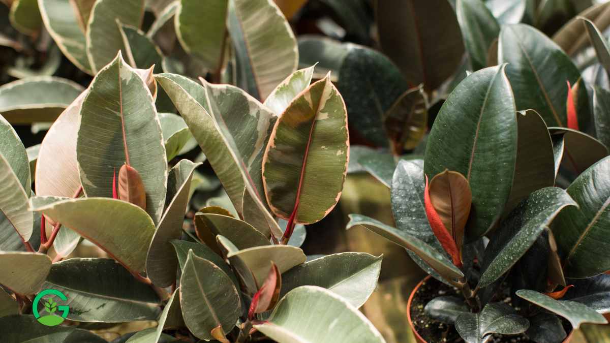 Variegated Rubber Plant