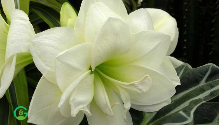 White Amaryllis