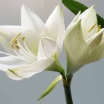 White Amaryllis