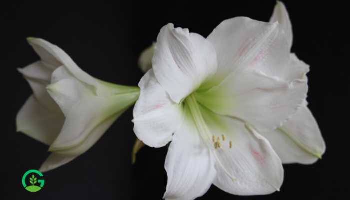 White Amaryllis