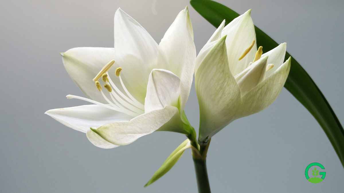 White Amaryllis