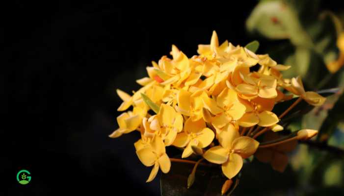 Yellow ixora plant