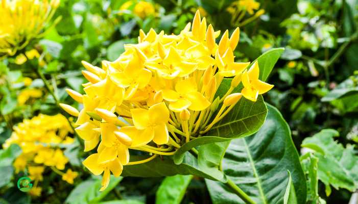 Yellow ixora plant