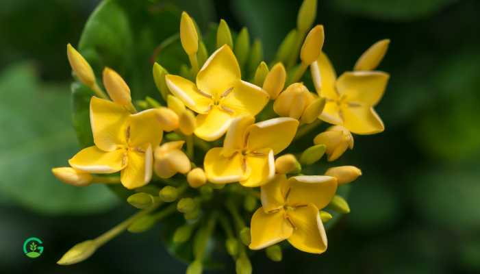 Yellow ixora plant