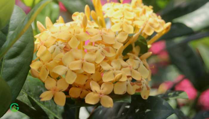 Yellow ixora plant